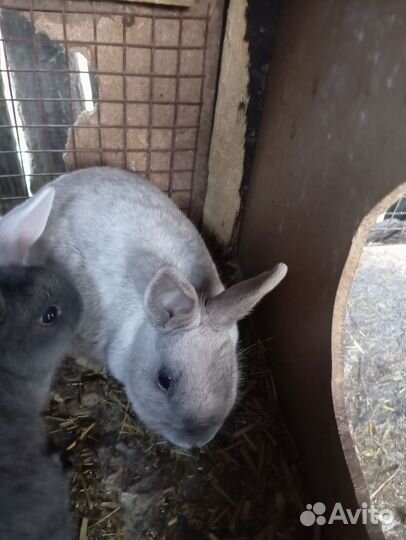 Декоративные карликовые кролики