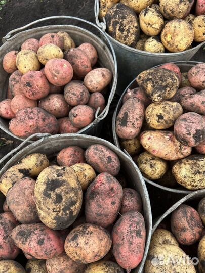 Картофель, тыква