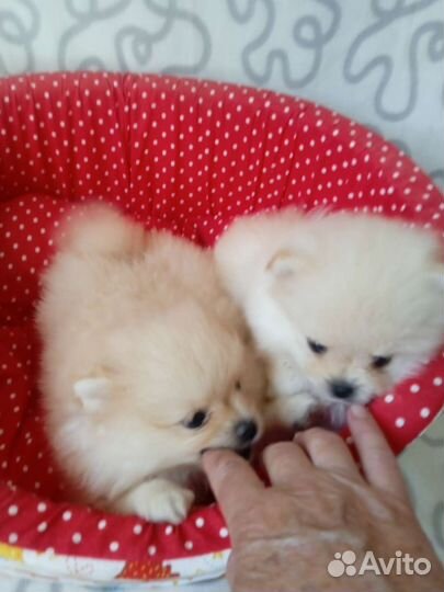 Щенки померанского шпица