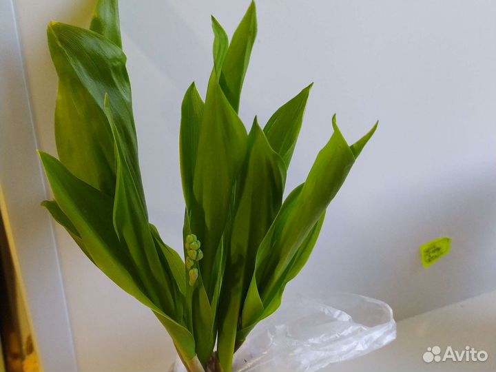 Многолетники