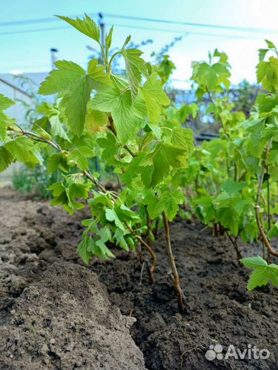 Саженцы черной смородины