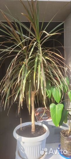 Драцена, фикус Бенджамина