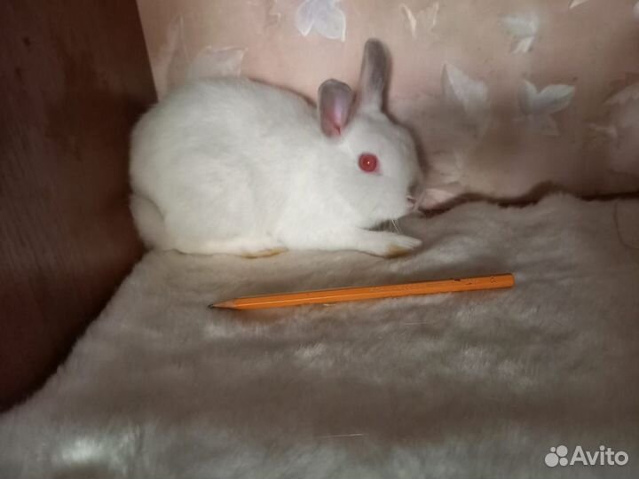 Карликовые кролики