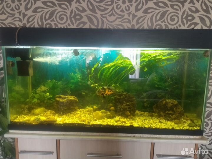 Аквариум с тумбой 460л