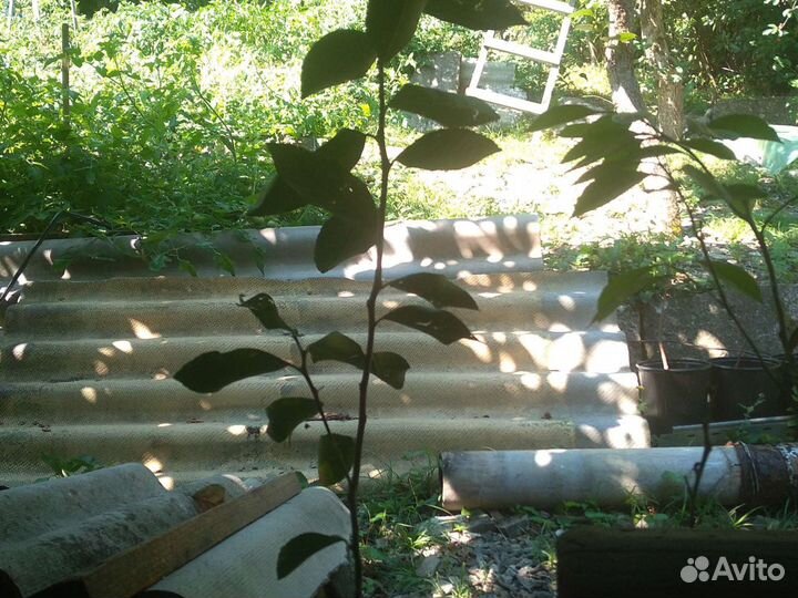 Саженцы лимона мейера