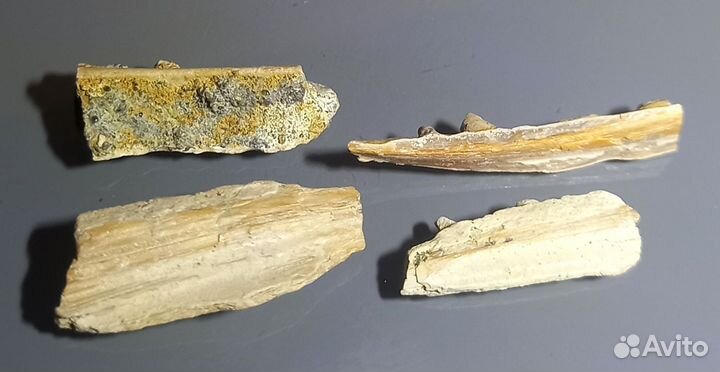 Челюсти рыбы Enchodus