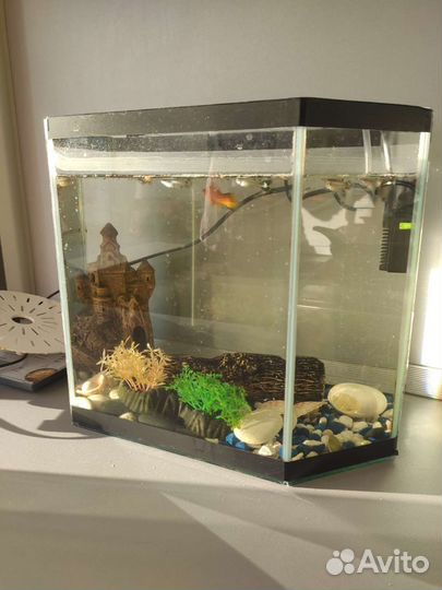Аквариум