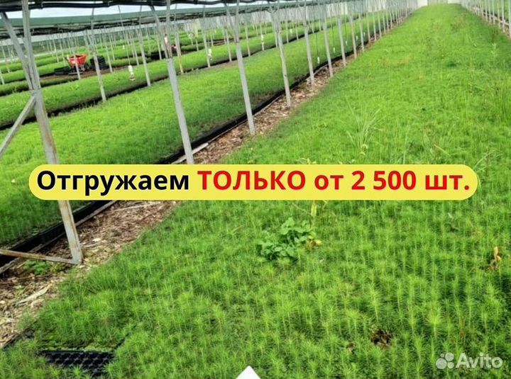 Сеянцы сосны окс