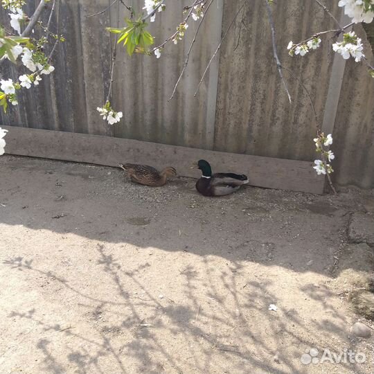 Инкубационное яйцо декоративных птиц