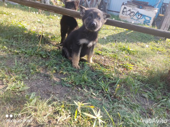 Собаки щенки немецкая овчарка