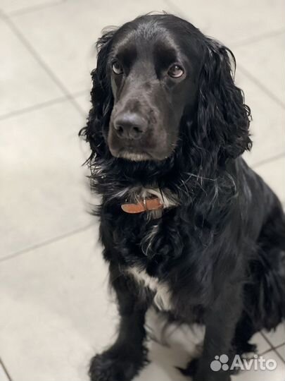 Русский спаниель