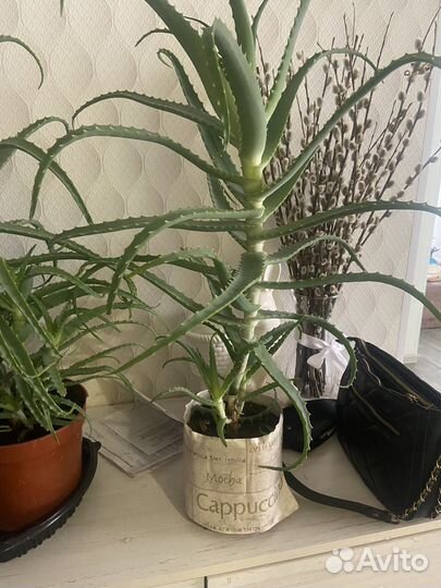 Алоэ столетник 3,5 года