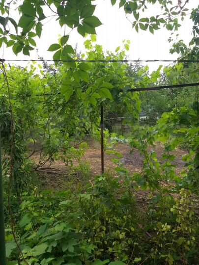 Участок 6 сот. (ИЖС)