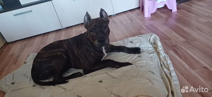 Амстафф в добрые руки