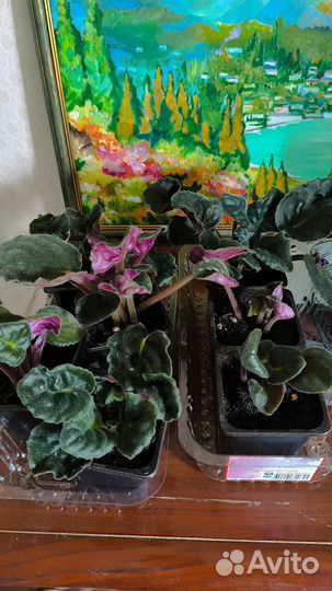 Фиалка сортовая Танец Галактик