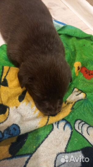 Щенята лабрадора в добрые руки