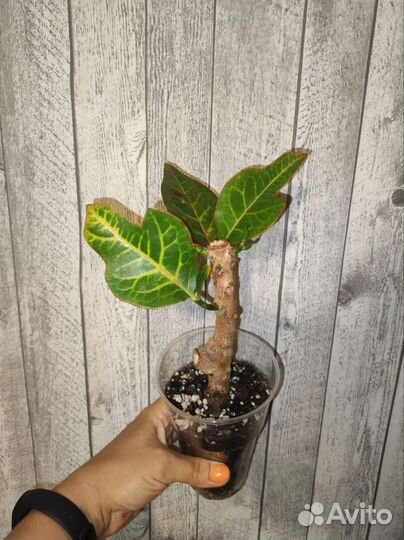 Кодиеум кротон