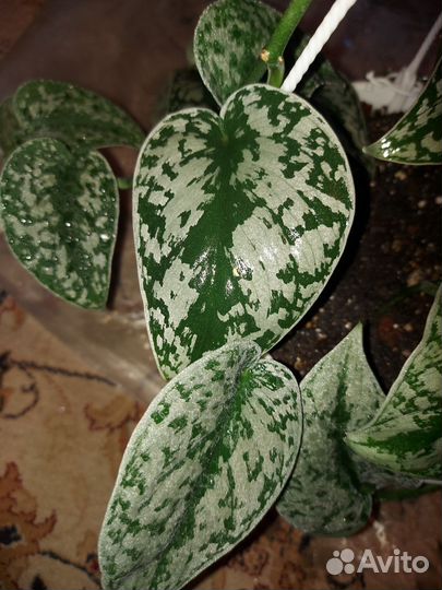 Эпипремнум