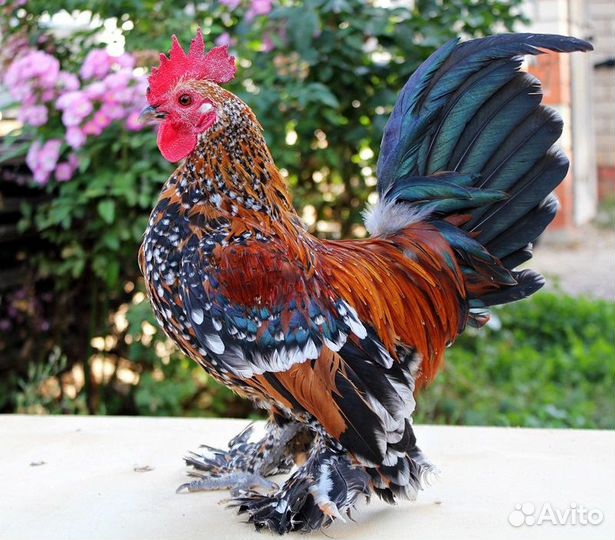 Карликовые куры
