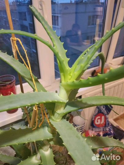 Алоэ древовидное / столетник