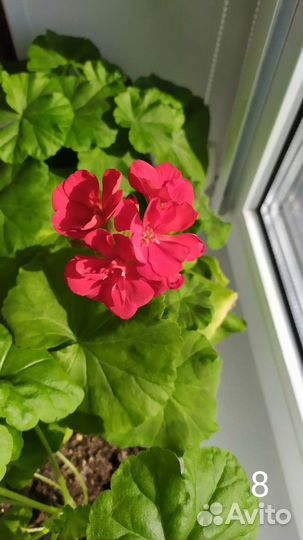Пеларгония герань красная И белая