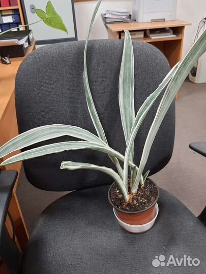 Сансевиерии, Клеродендрон, Гинура, Каланхоэ