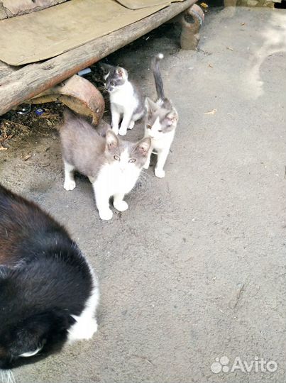 Котята в добрые руки 3-х месячные