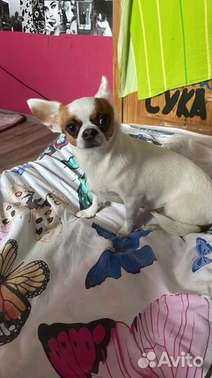 Чихуахуа девочка