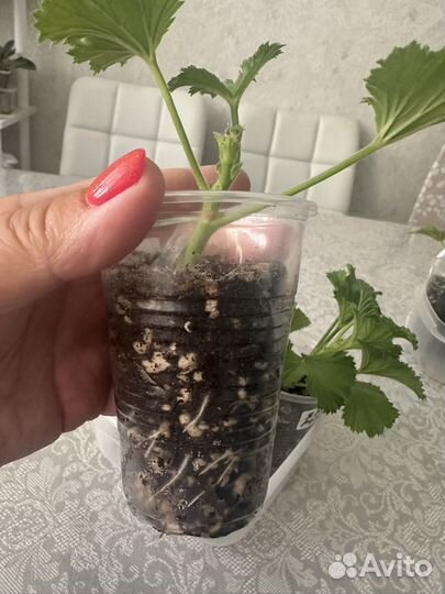 Королевская пеларгония