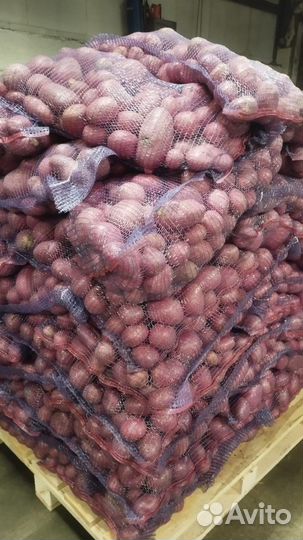 Продам картофель оптом мытый