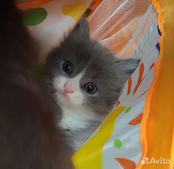 Кошки в добрые руки