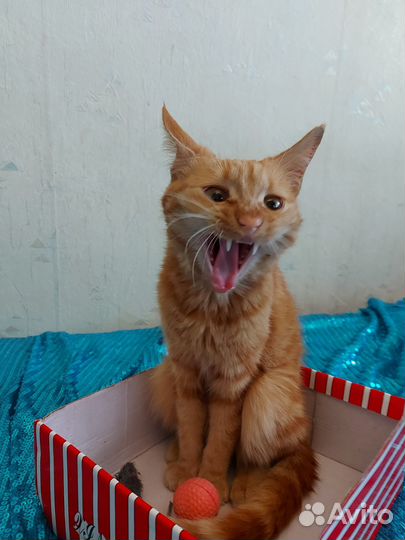 Подросток, солнышко рыжее