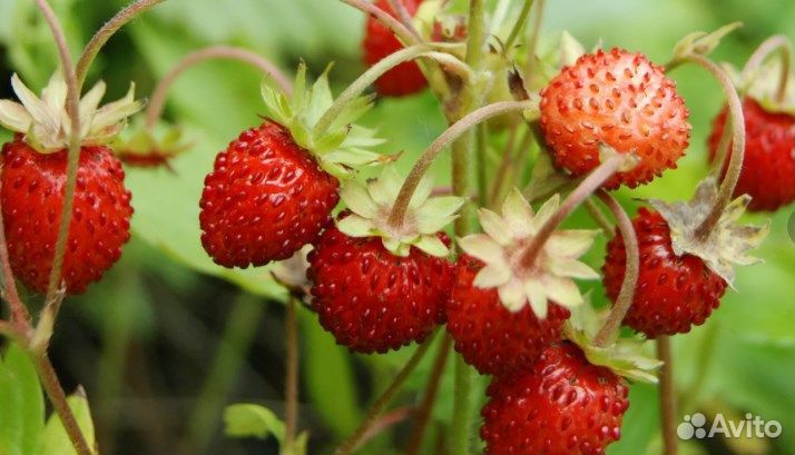 Ремонтантная малина и земляника лесная крупная