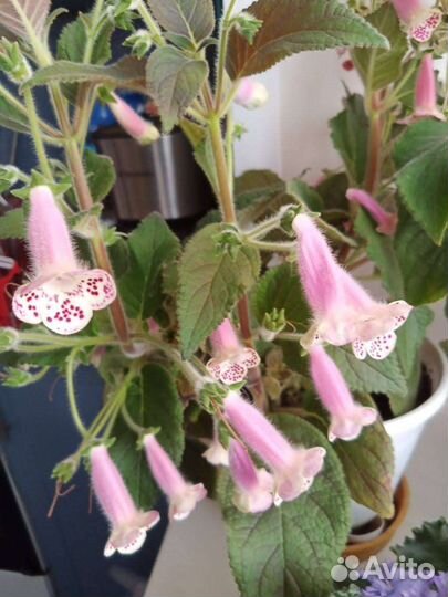 Растения для флорариума