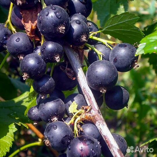 Смородина красн., чёрн., саженцы BR, опт от 10 шт