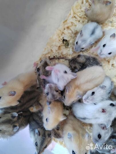 Джунгарский хомяк