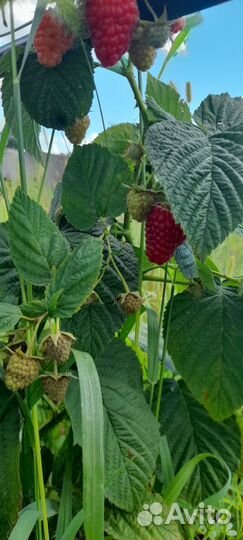 Саженцы малины