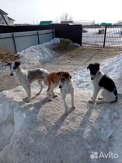 Русская псовая борзая щенки