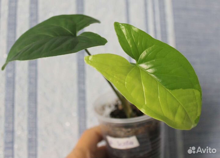 Сингониум империал еллоу/imperial yellow