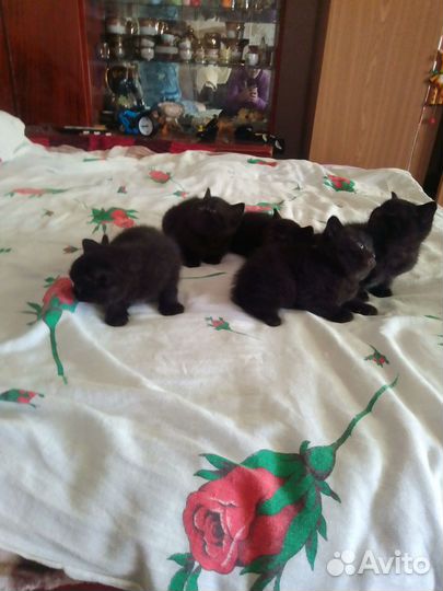 Британские котята