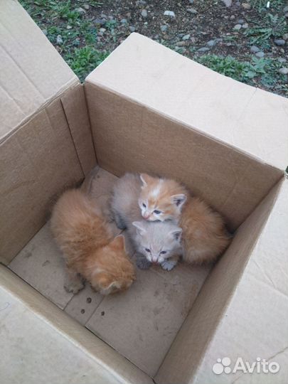 Котята мальчик и 2 девочки