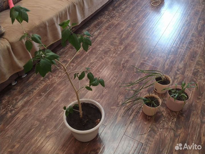 Гибискус декабрист выскочка