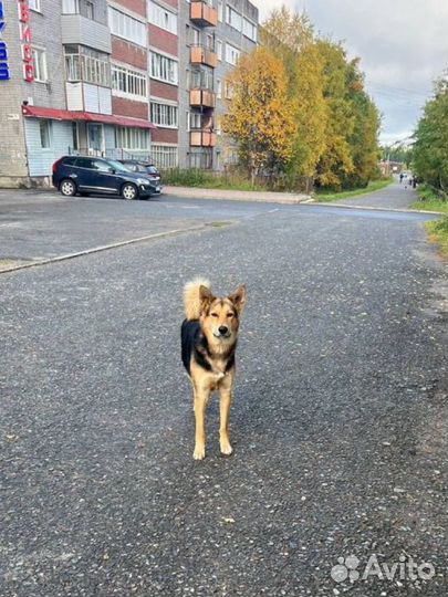 Собака в добрые руки