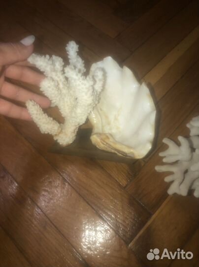 Морские ракушки раковины