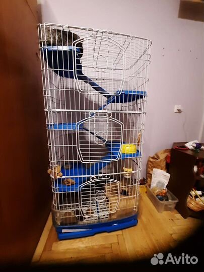 Шиншилла с клеткой