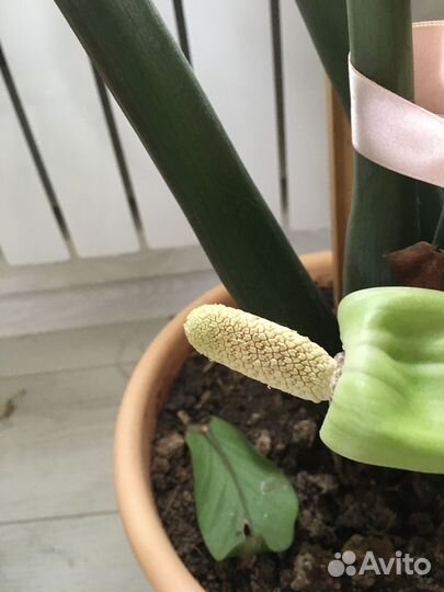 Комнатные растения цветы