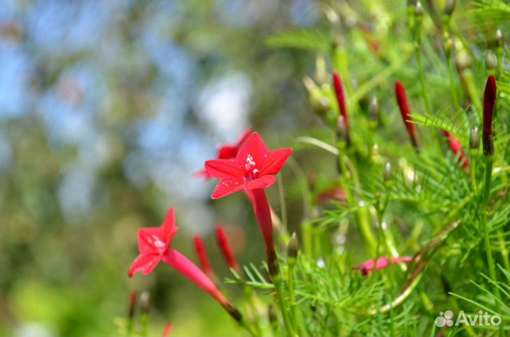 Ипомея квамоклит, семена