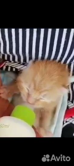 Кису-мамку со склада увезли в поля,ищу домРыжикам