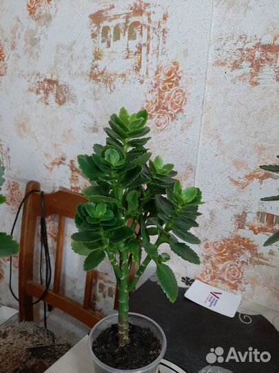 Цветы домашние в горшках