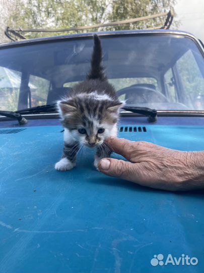 Кошки в добрые руки бесплатно